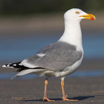 Larus argentatus