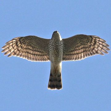 Eurasian Sparrowhawk