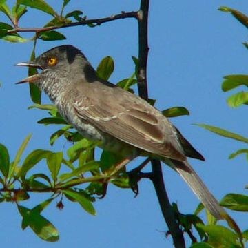 Barred Warbler