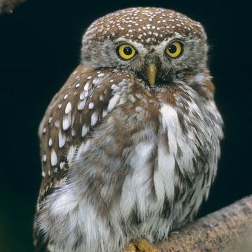 Eurasian Pygmy-owl