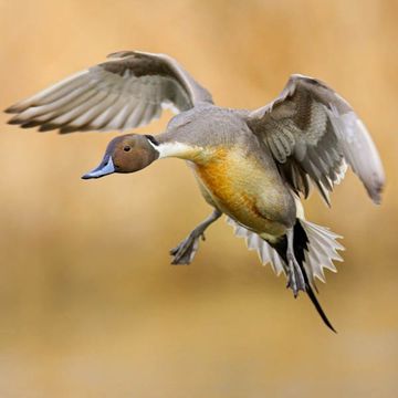 Northern Pintail