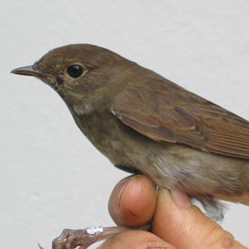 Thrush Nightingale