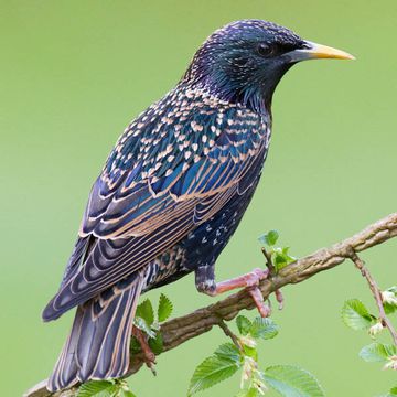 Sturnus vulgaris