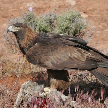 Aquila chrysaetos