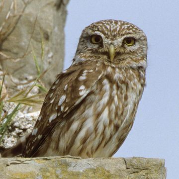 Little Owl