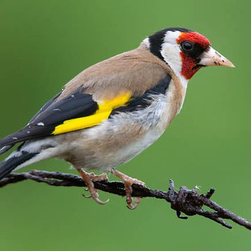 European Goldfinch