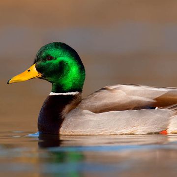 Mallard