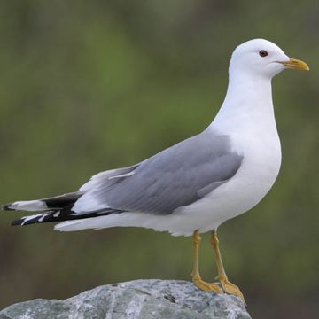 Mew Gull