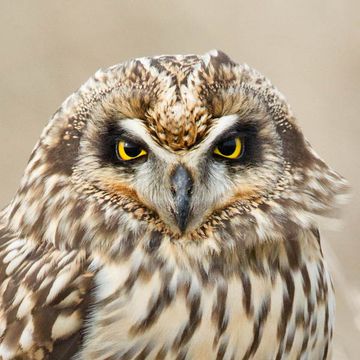 Short-eared Owl