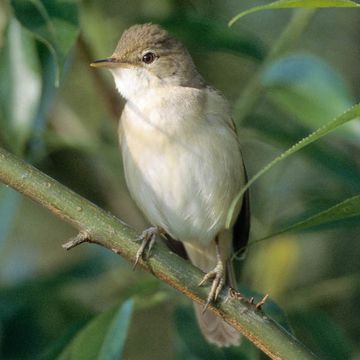 Marsh Warbler