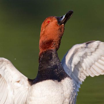 Common Pochard