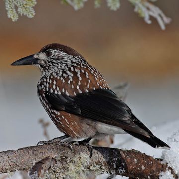 Spotted Nutcracker