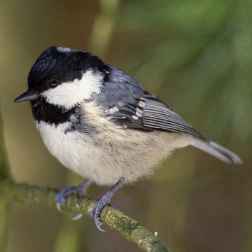 Coal Tit