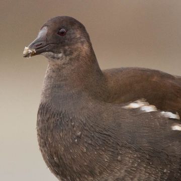 Gallinula chloropus