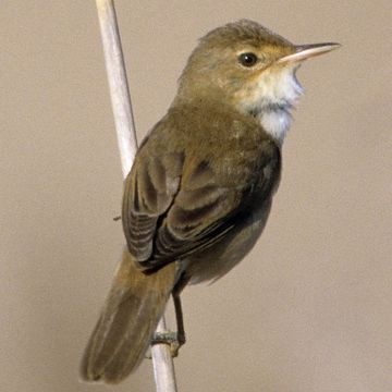 Eurasian Reed-warbler