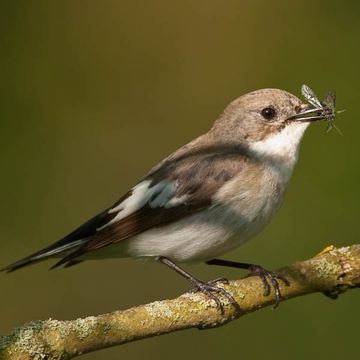 European Pied Flycatcher