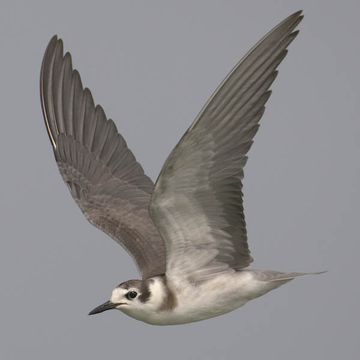 Black Tern