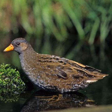 Spotted Crake