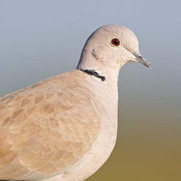 Eurasian Collared-dove