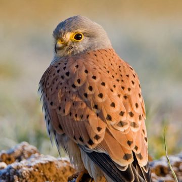 Common Kestrel