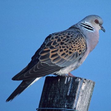 Streptopelia turtur