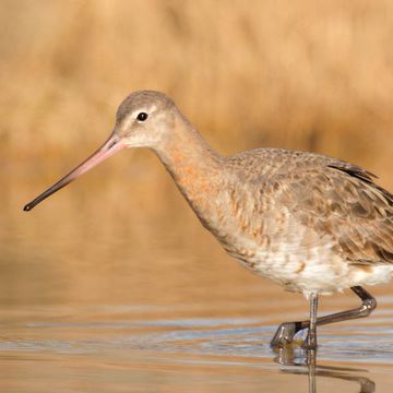 Black-tailed Godwit