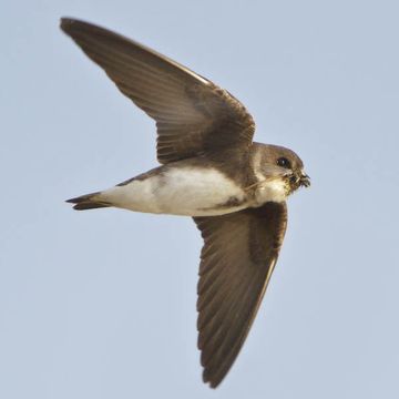 Sand Martin