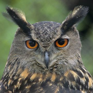 Eurasian Eagle-owl