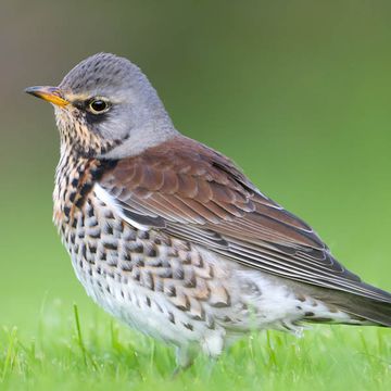 Fieldfare