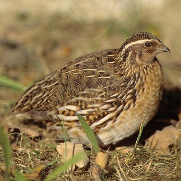 Coturnix coturnix