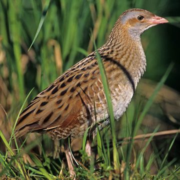 Corncrake