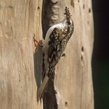 Certhia familiaris