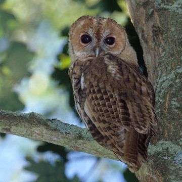 Tawny Owl