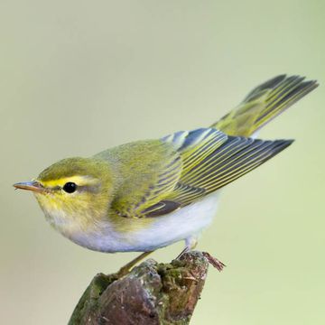 Wood Warbler