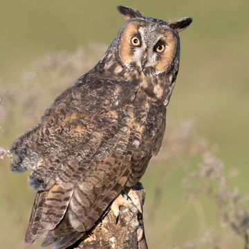 Long-eared Owl