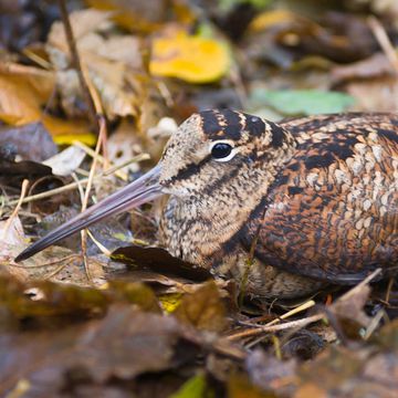 Eurasian Woodcock