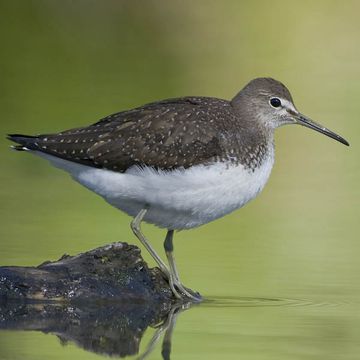 Green Sandpiper