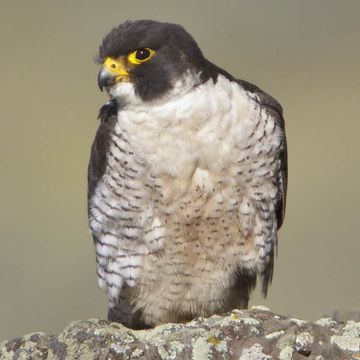 Peregrine Falcon