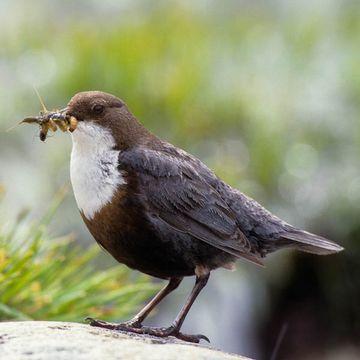 White-throated Dipper