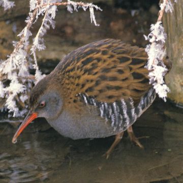 Rallus aquaticus