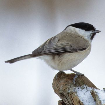 Willow Tit