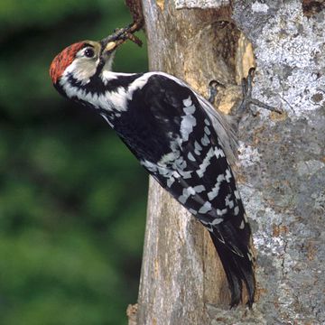 White-backed Woodpecker