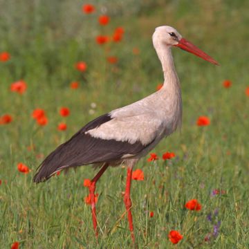 White Stork