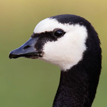 Branta leucopsis