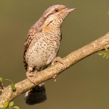 Eurasian Wryneck