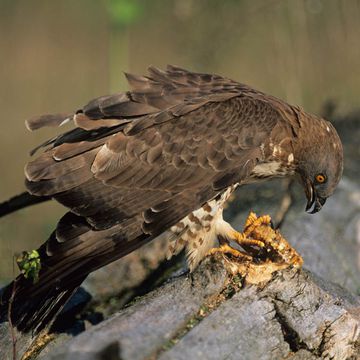 European Honey-buzzard