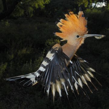 Eurasian Hoopoe