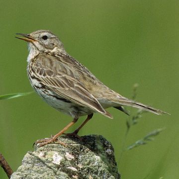 Anthus pratensis