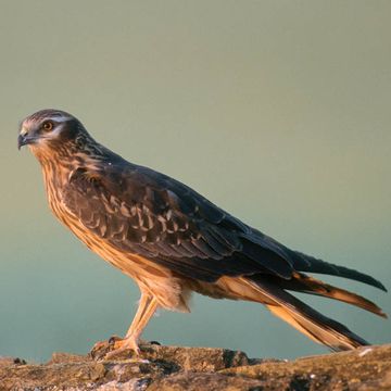 Montagu's Harrier