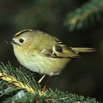 Goldcrest